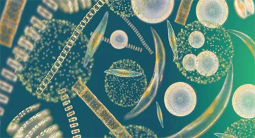 万级微生物实验室设计装修是怎样的 万级微生物实验室设计装修是怎样的